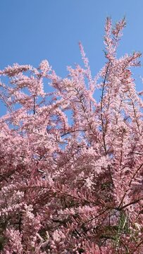 Beautiful pink flowers of Tamarix parviflora sway in the wind. smallflower tamarisk. Spring bloom.