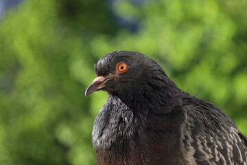 Pigeon closeup portrait, bird on the window, rainy day, pigeon beautiful portrait, pigeons eyes in macro, Extreme Close Up