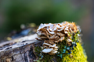 Barbe de vieillard hirsute : la crinière laineuse d'un champignon décomposeur