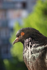 Pigeon closeup portrait, bird on the window, summer day, pigeon beautiful portrait, pigeons eyes in macro, Extreme Close Up