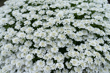 floral background, blooming bush with white flowers, landscape design