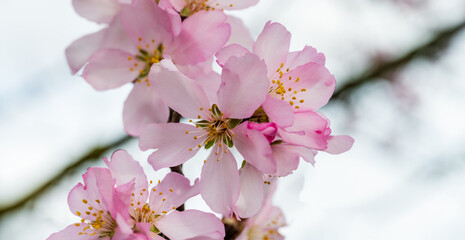 Éclats printaniers : la beauté éphémère des fleurs d'amandier à Mittelwihr, CeA, Alsace, Grand Est, France