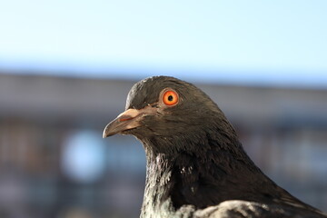 Pigeon closeup portrait, bird on the window, summer day, pigeon beautiful portrait, pigeons eyes in macro, Extreme Close Up