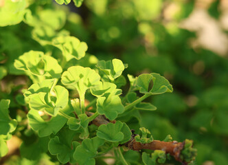 Background for design. Young leaves of ginkgo tree and sun glare.