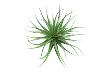 Air plant tillandsai isolated on transparent back ground