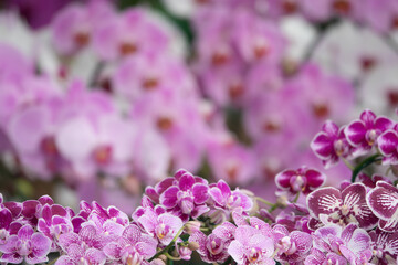 A bunch of pink and white flowers with a purple background