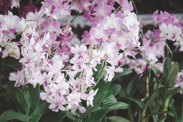 A bunch of pink and white flowers are in a garden. The flowers are in full bloom and are very pretty
