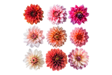 Beautiful Dehlia flower set isolated on transparent back ground