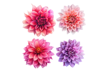 Beautiful Dehlia flower set isolated on transparent back ground