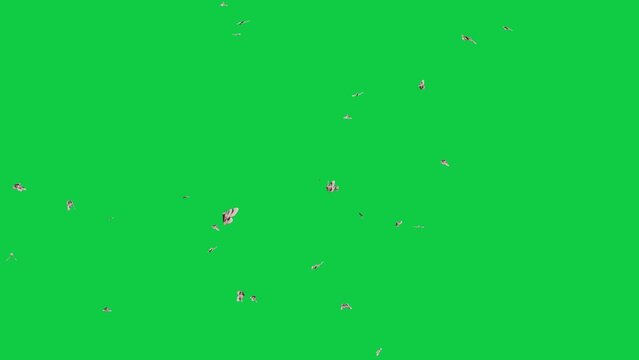 moth bug fly animation green screen video