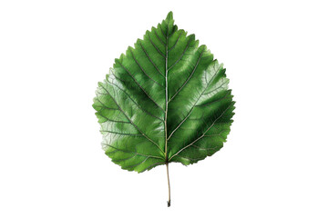 Fototapeta premium Birch leaf elegance isolated on transparent background
