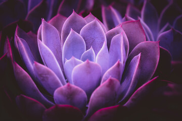 A purple cactus flower with a purple cacti stem