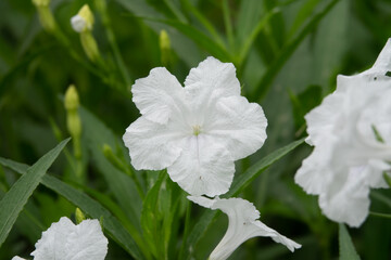 Obraz premium A white flower is in the foreground of a green background