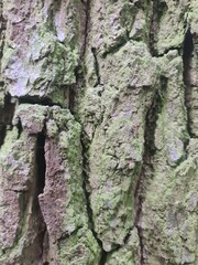 detaillierte Nahansicht einer Baumrinde