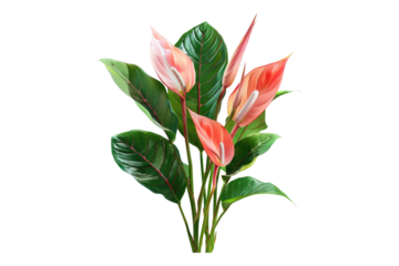 Botanical beauty isolated on transparent background