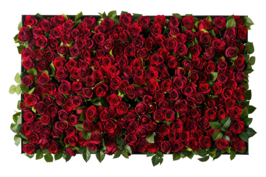 Box of red roses isolated on transparent back ground