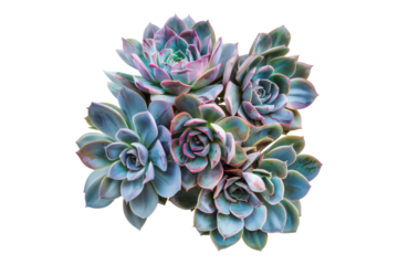 Bunch or group of vintage succulents flower isolated on transparent back ground