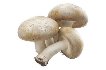 Champignon mushroom isolated on transparent background