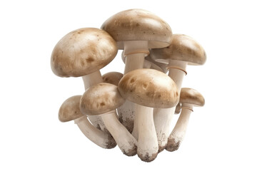 Champignon mushroom isolated on transparent background