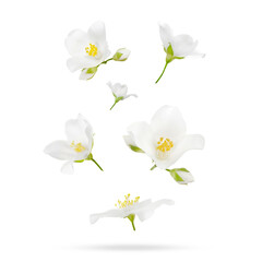 Obraz premium Beautiful jasmine flowers in air on white background