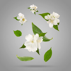Fototapeta premium Beautiful jasmine flowers with leaves in air on grey background