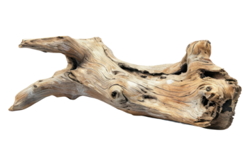 Driftwood dream minimalistic isolated on transparent background