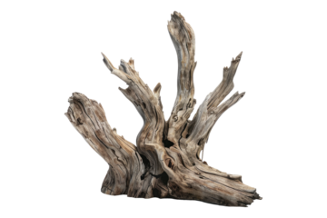 Driftwood dream minimalistic isolated on transparent background