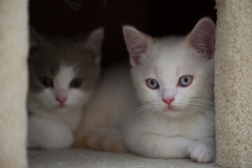 Britisch Kurzhaar Kittens in ihrem Katzenhäuschen