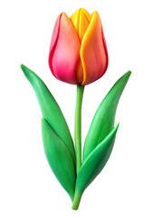 Fototapeta premium Single pink and yellow tulip flower with green leaves