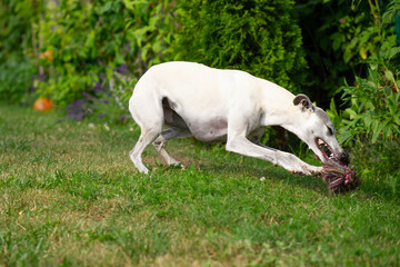 Whippet mit seinem Hunde Spielzeug im Garten