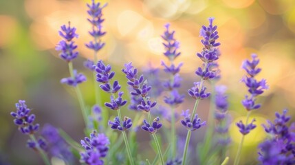 Naklejka premium Blooming lavender flowers in summer with small purple blooms against a blurry natural background
