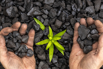 hands of a miner planting a green plant on a coal heap, Net Zero action, carbon free, climate goal, Energy industry, Reducing carbon emissions, commitment to limit climate change and global warming