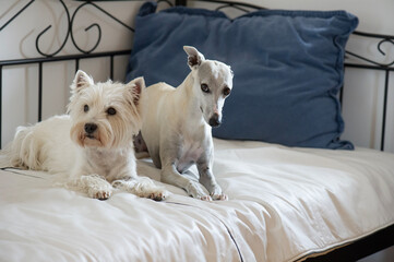 West Highland White Terrier und Whippet liegen auf dem Bett