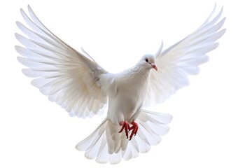 Fototapeta premium A peaceful white dove soaring through the air with its wings outstretched