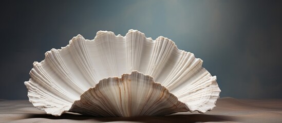large clam shell giant clam skeleton seashell rough textured shell wavy edge seashell. Creative banner. Copyspace image