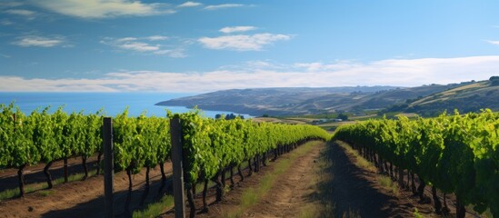 Vineyard with clear sky in background. Creative banner. Copyspace image