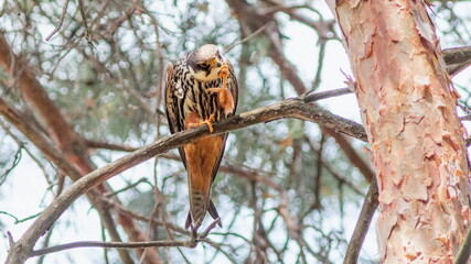 owl on branch
