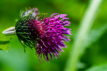 Distel Makro