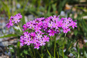 Primula farinosa. Blooming of arctic–alpine primrose commonly known as Bird's-eye primrose. 
