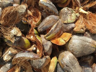 Coir, also called coconut fibre, is a natural fibre extracted from the outer husk of coconut, and used in products such as floor mats, doormats, brushes, and mattresses.