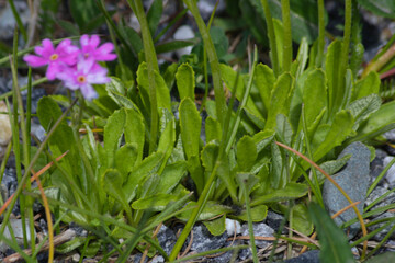 Fototapeta premium Primula farinosa leaves known as Bird's-eye primrose. 