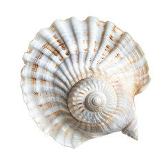 White seashell isolated on transparent background