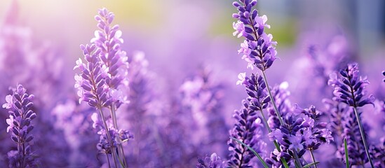 Fototapeta premium Lavender blooms in bloom. Creative banner. Copyspace image
