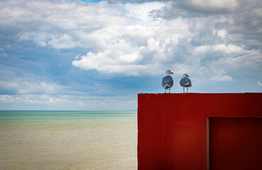 two pigeons overlooing the horizon at the sea shore