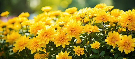 beautiful yellow flowers growing in the garden among green foliage background on a warm summer day in close up. Creative banner. Copyspace image
