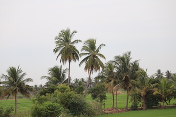 palm trees or coconut tree  in the Outdoor Pollachi ,Coimbatore