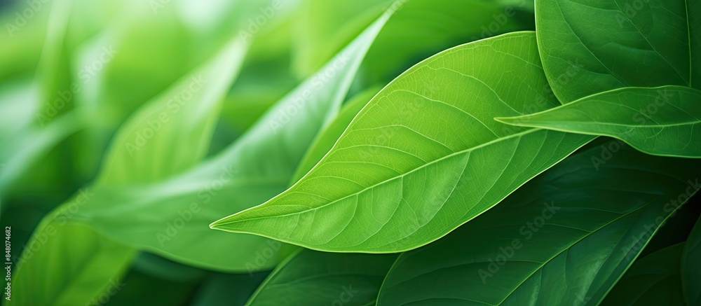 Poster natural background background texture green leaf. creative banner. copyspace image
