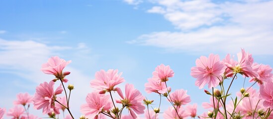 Pink flowers and sky after rain. Creative banner. Copyspace image