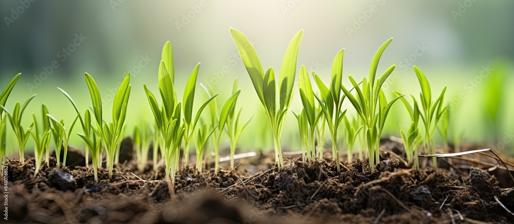 Wall mural Sprouts of young wheat plants in the natural environment close ups. Creative banner. Copyspace image