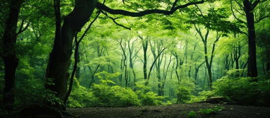 Green grass and trees in a forest. Creative banner. Copyspace image